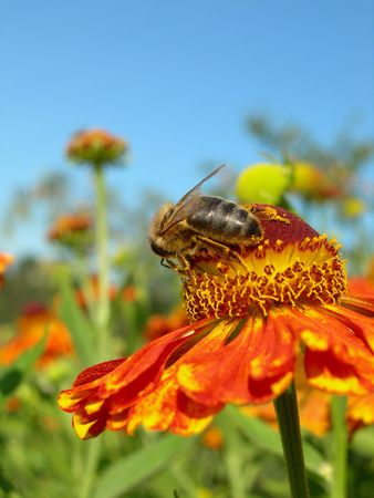 The bee collects nectar on a flowerの写真素材