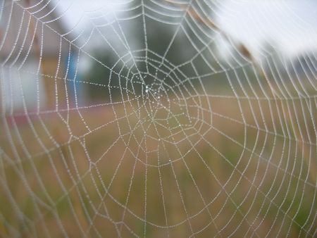 Web with dewの写真素材