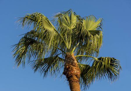palm in the sunlight on the wind on blue sky backgroundの写真素材