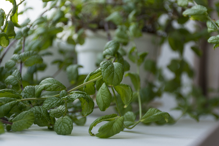 branches of the Bush mint, a houseplant in white pot on the window element of the interior, hobby ,plant, gardeningの写真素材