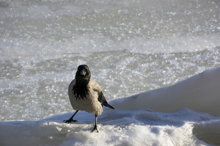 crow, Raven, bird with gray and black feathers stands in the cold white iceの写真素材