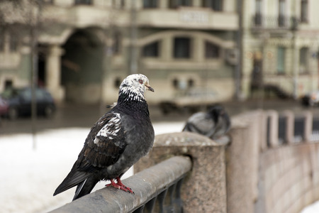 pigeon bird sitting on a fence in the city in the afternoon, and then a few more pigeons, road, buildingの写真素材