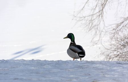 duck bird standing on white snow back, winterの写真素材