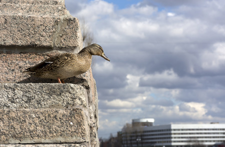 bird, duck female standing on the stone staircase and looks down on the background of blue sky with clouds, building, animalの写真素材