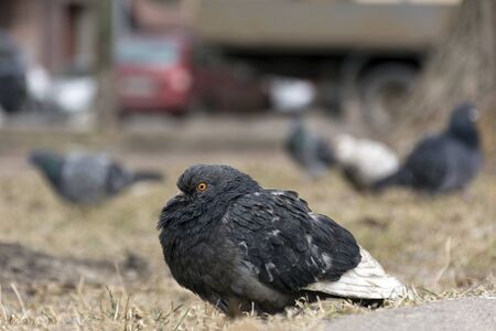 dark grey pigeon, dove, bird hunched sitting dry yellow grassの写真素材