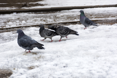pigeon pecks the other, snow, puddles, spring, 4 dove, feathers, wings, beaksの写真素材