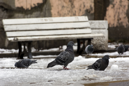 few grey doves, birds in the snow, shop, bench, springの写真素材