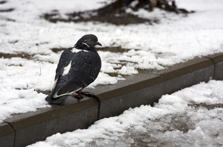 grey pigeon sitting on the curb, one bird, snowの写真素材