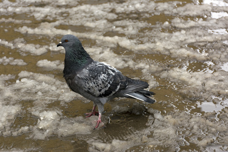 pigeon with gray feathers, beak, wings over the melting snow, puddles, bird, doveの写真素材