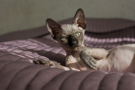 kitten of the canadian Sphinx is lying on the bed, bald hairless catの写真素材