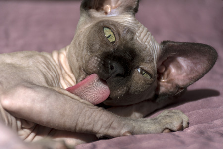 canadian Sphynx kitten licks a paw, eyes narrowed, cat muzzleの写真素材