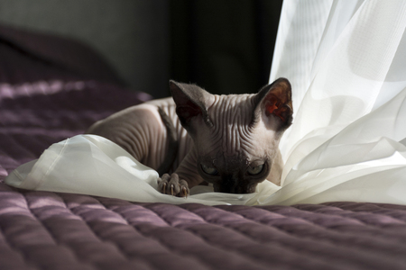 kitten, bald cat plays on the bed with tulle, the folds in the skin, wrinkles, nailsの写真素材