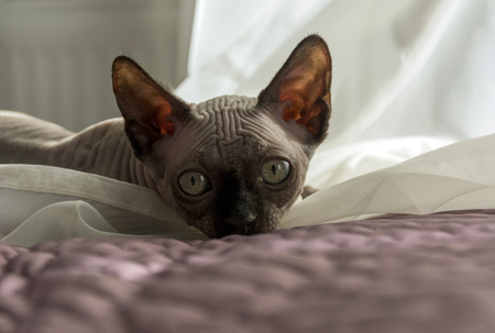 kitten of the canadian Sphinx lies on the fabric, cat muzzle, petの写真素材