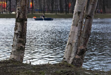 trunks of the trees, birches by a pond, lake, Park, boatの写真素材