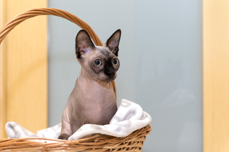 bald hairless cat, the cat of breed the Canadian Sphynx sits in a wicker basket, pet, animalの写真素材