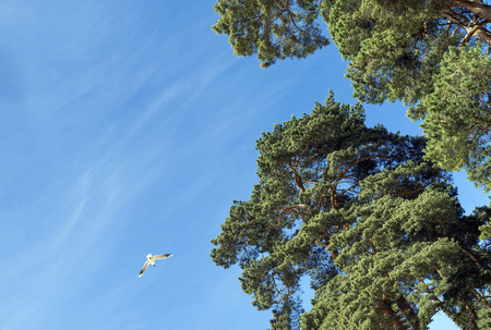 1 Seagull flying in the sky, pine trees, nature of the Baltic States, Northern Europeの写真素材