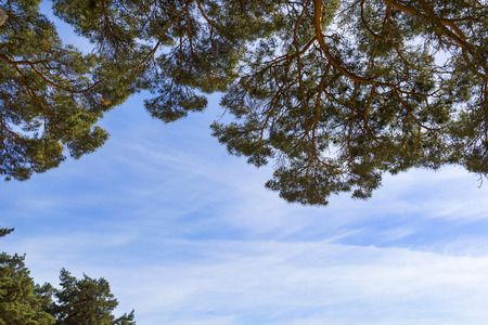 pine branches against a blue sky with cloudsの写真素材
