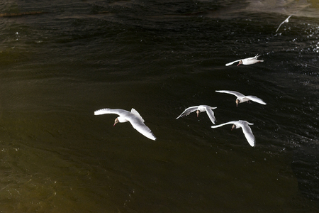 flock of white seagulls over the water, birds hovering over the river, a few birds fishingの写真素材