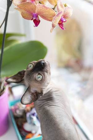 cat of the Canadian Sphynx breed looks at the flowers, bald cat, petの写真素材