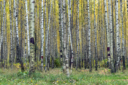 autumn forest, tree trunks, birch trees, green grass under the trees, yellow leaves,の写真素材