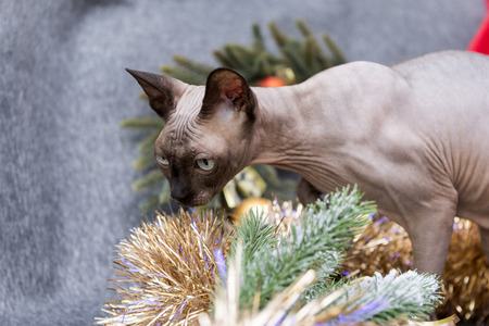 bald cat of breed the canadian Sphinx among Christmas jewelry,  canadian Sphynxの写真素材