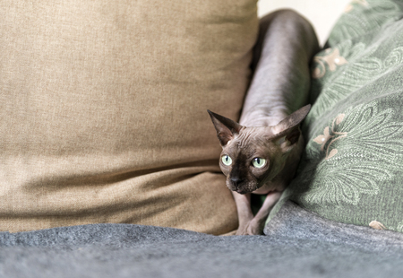 bald cat, canadian sphynx, petの写真素材