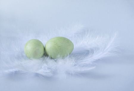 green boiled Easter eggs on white feathers on blue background ,  2 eggsの写真素材