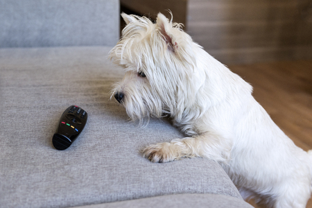 dog with white fur next to the sofa, remote, West highland white Terrierの写真素材