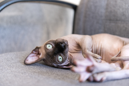 bald cat of breed the canadian Sphynx lying,  pet, cat muzzle,の写真素材