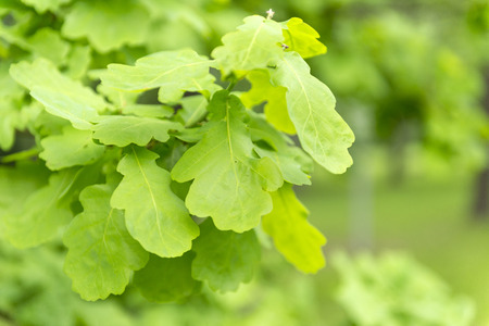 oak branch with young green leaves, oak leaves on a green background, plantの写真素材