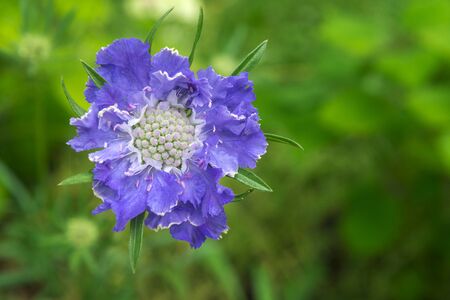 beautiful flower with blue petals on green backgroundの写真素材