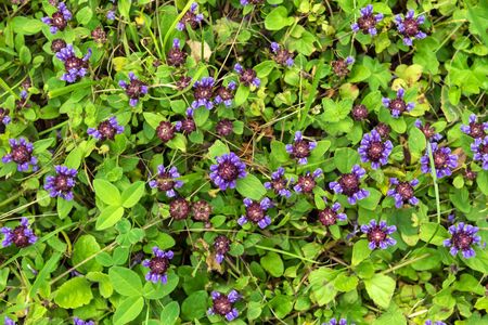 many lilac flowers in a clearing among the green grass, top viewの写真素材