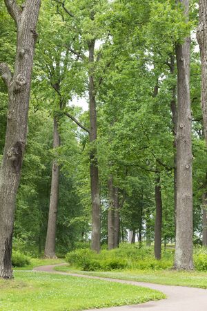 path among the tall green trees in the forest in the summer, oaks, trunks , tree crownsの写真素材