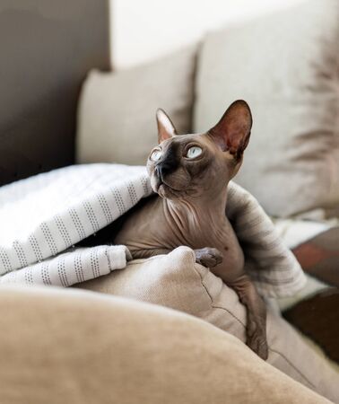 bald cat of breed the canadian Sphinx lies on pillows under a blanket,pet, Sphynxの写真素材