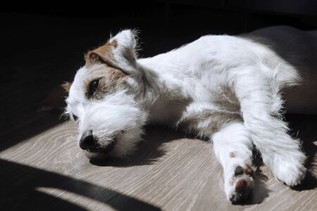 white Jack Russell Terrier puppy is lying on the floor in the room in the sunlight,   dog is resting, sleepyの写真素材