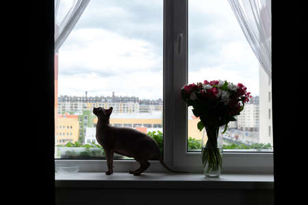 silhouette of a cat and a bouquet of flowers on the background of the window, window sillの写真素材