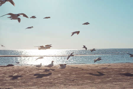 many gulls on the sandy coast of the Gulf of Finland, a flock of birds on the beach at sunset, Saint Petersburg, Russiaの写真素材