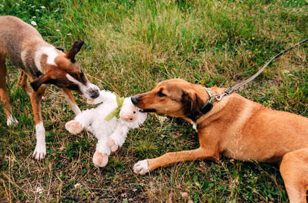 2 red dogs play with a toy on the grass in a clearing, Petsの写真素材