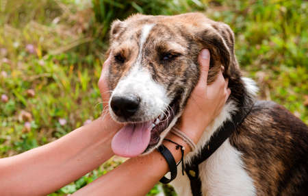 muzzle of 1 dog with human hands on a green background, pet, animal
