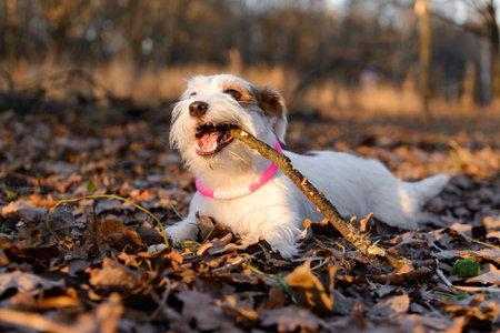 Jack Russell dog lies on the ground on dry leaves in a Park in winter and bites a stickの写真素材