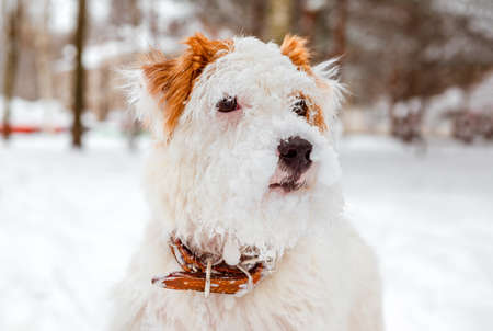 muzzle of a Jack Russell terrier dog in the snow in winter close upの写真素材