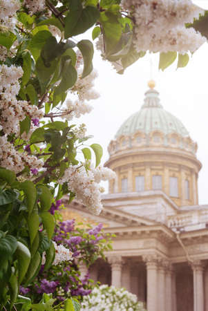 branches and flowers of blooming white and lilac lilac on the background of the dome of the cathedral, St. Petersburg, Kazan Cathedral, springの写真素材