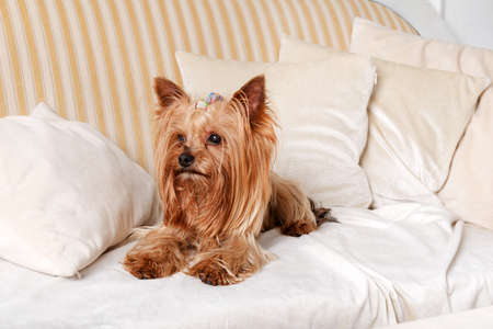 Yorkshire terrier dog lies on beige pillows on the sofa, pet dogの写真素材