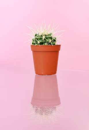 Green cactus in brown pot on pink background copy space verticalの写真素材