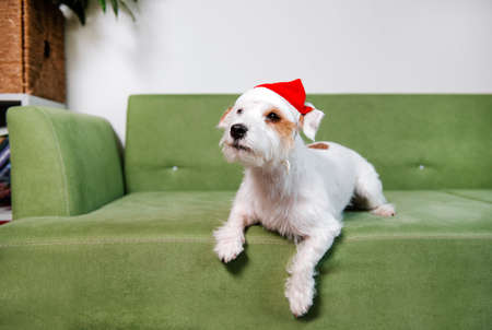 Jack Russell Terrier in santa hat on green sofa christmas white wall background minimalistic...