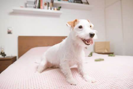 Jack Russell Terrier on white pink bed christmas full body happy minimalistic background holidays playfulの写真素材