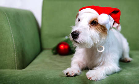 Jack Russell Terrier in santa hat on green sofa christmas with bouble white wall background minimalistic holidaysの写真素材