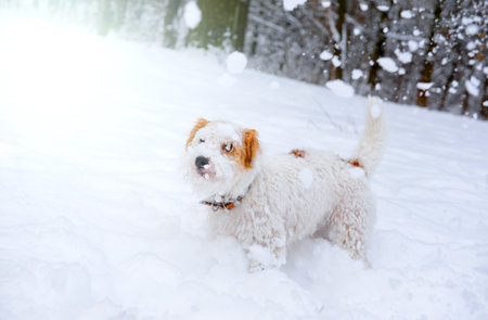 1 jack russell terrier dog in the snow outsideの写真素材