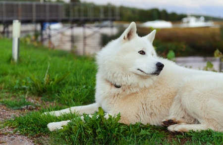 White sheepdog lying on green grass blurred background