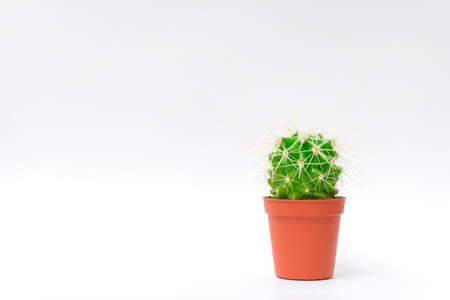 Small cactus on white background simple home domestic spring new abstractの写真素材